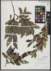 Foto von Salix hastata L.